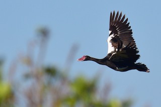Spur-winged Goose, ML146545451