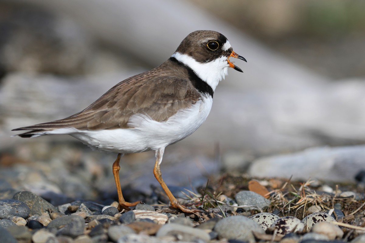 Semipalmated Plover - Cameron Eckert