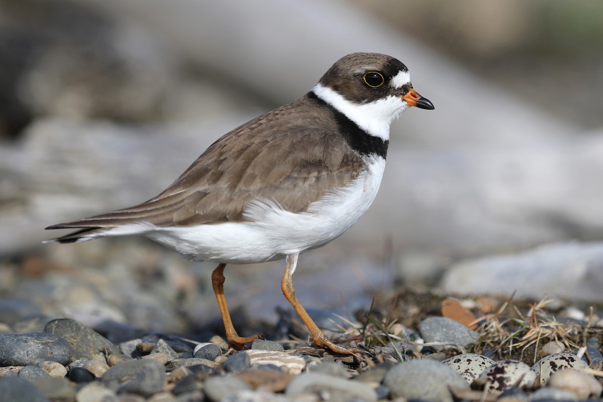 Semipalmated Plover - ML146546961