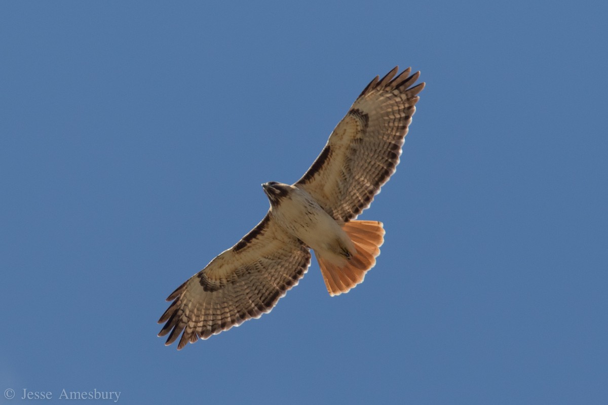 Red-tailed Hawk - ML146547681
