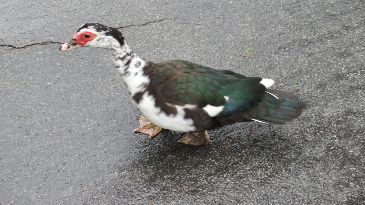 Muscovy Duck (Domestic type) - Nancy Salem