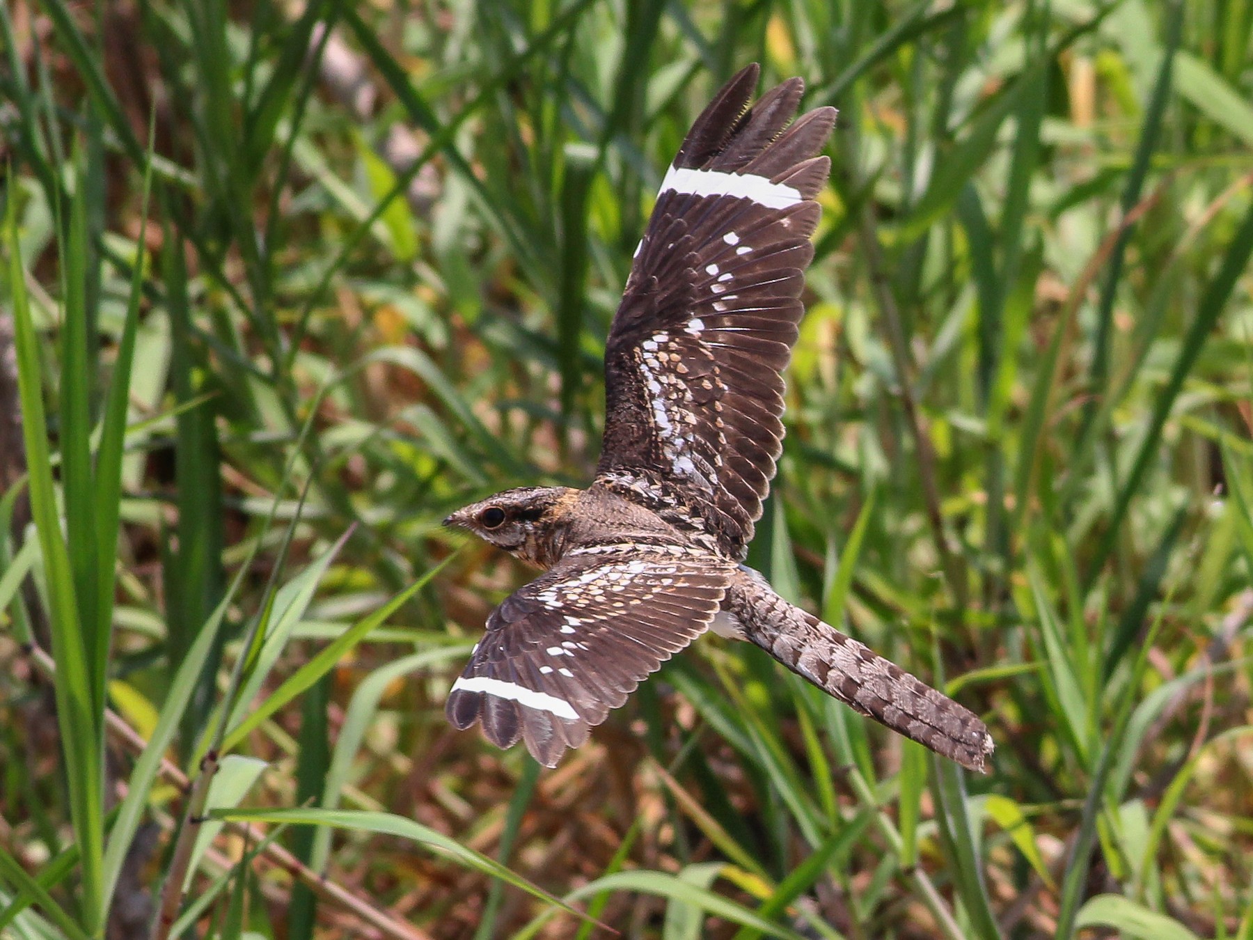 Laddertailed Nightjar eBird