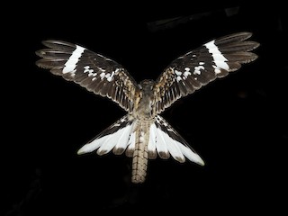 นกเพศผู้เต็มวัย - Jorge Muñoz García   CAQUETA BIRDING - ML146549501