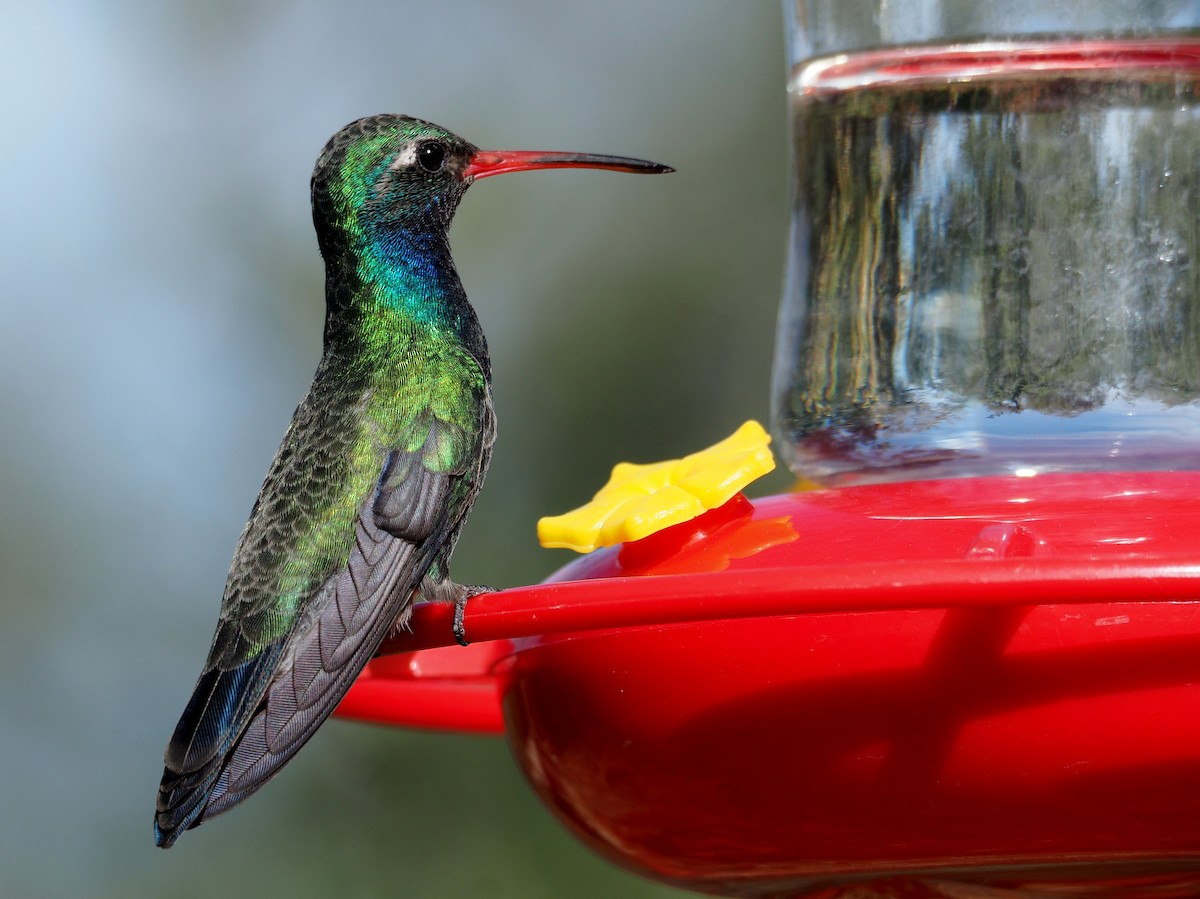Broad-billed Hummingbird - Florian Olivier