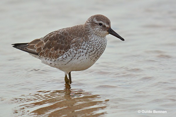 Red Knot - ML146550681