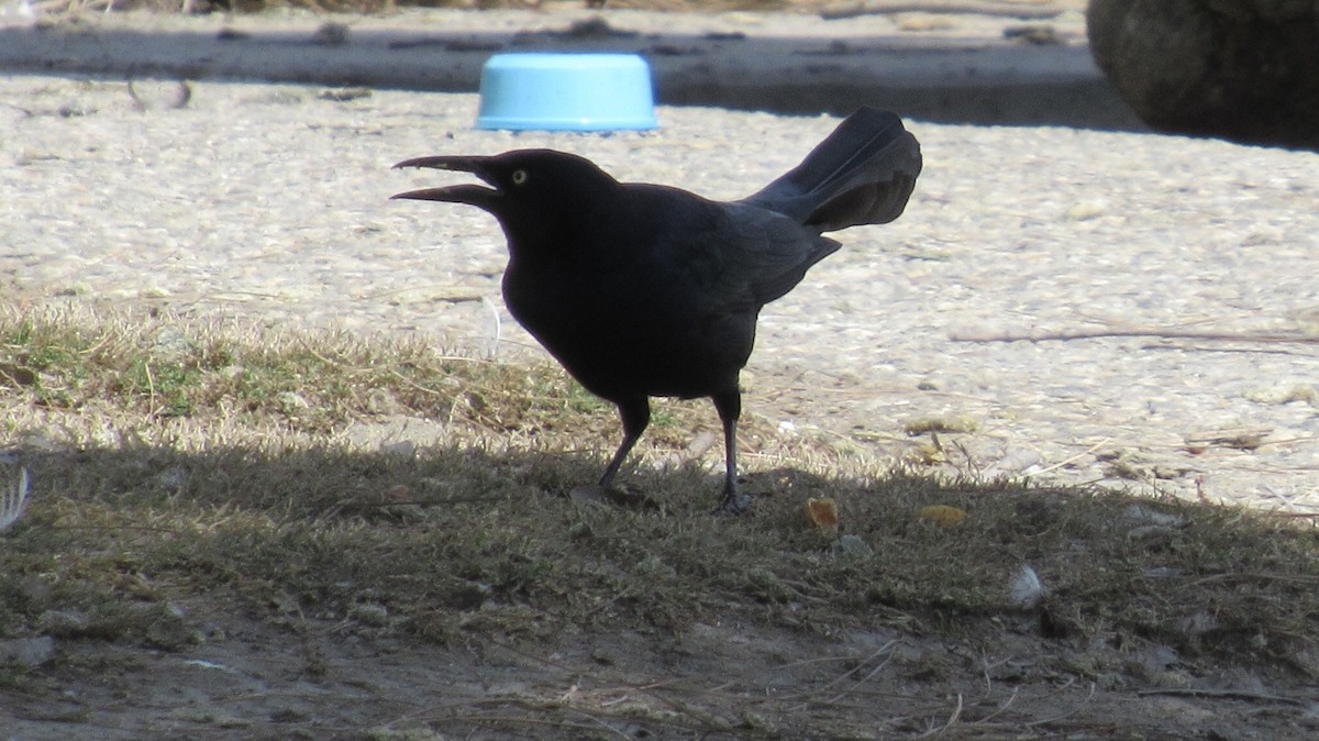 Great-tailed Grackle - ML146551211