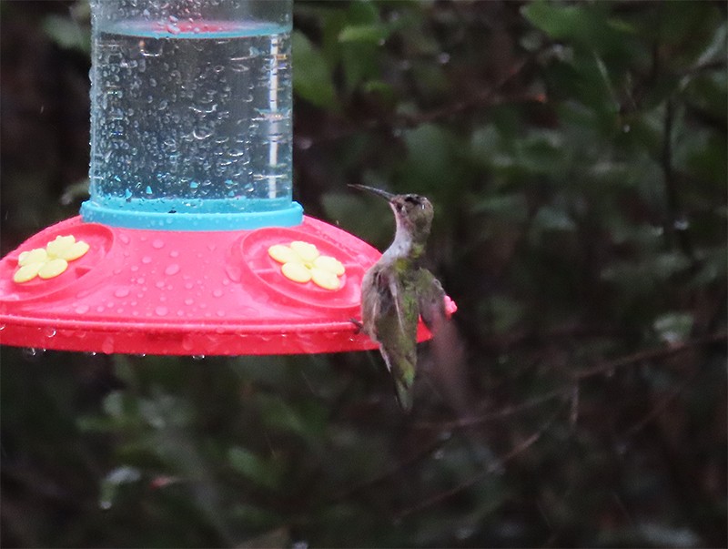Ruby-throated Hummingbird - ML146553241