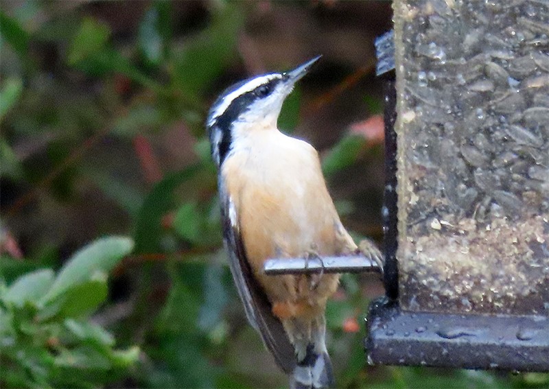 Red-breasted Nuthatch - ML146553451