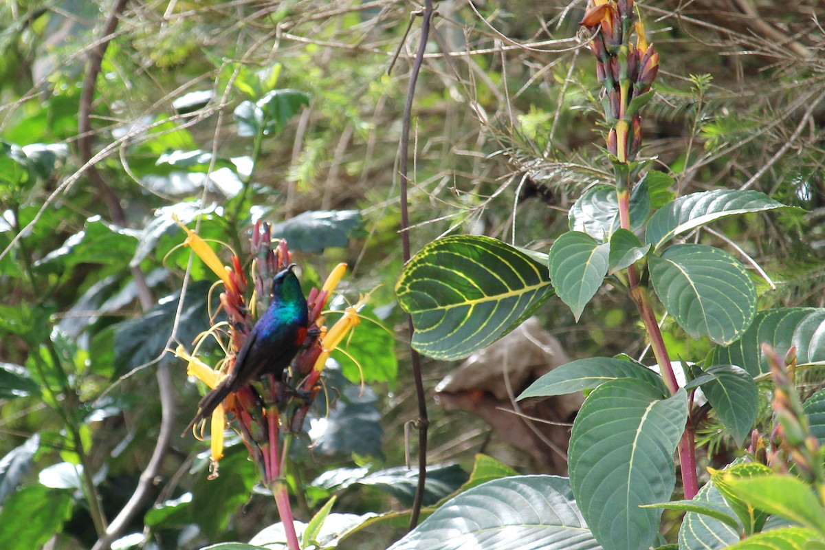 Red-chested Sunbird - ML146554061