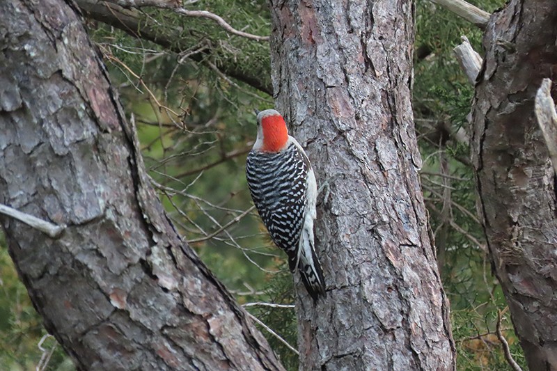 Red-bellied Woodpecker - ML146554361