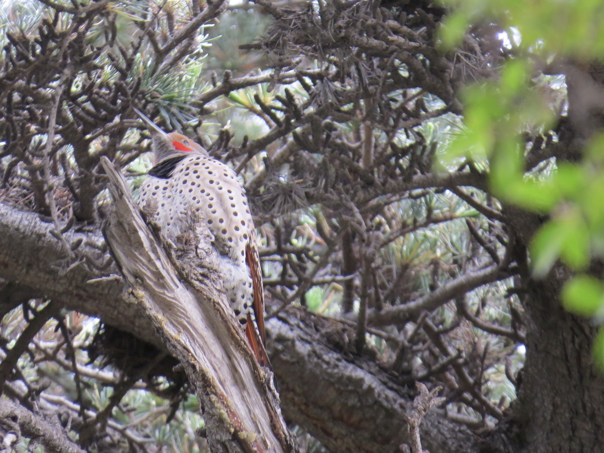 Northern Flicker (Red-shafted) - ML146555681