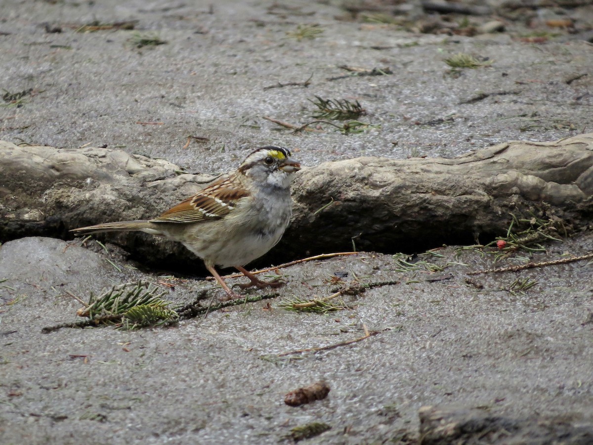 White-throated Sparrow - ML146556151