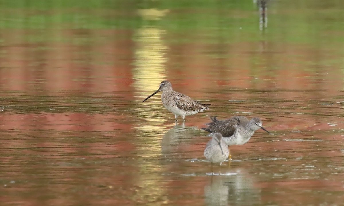 Long-billed Dowitcher - Thomas Smith