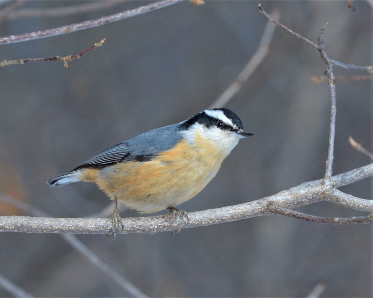 Red-breasted Nuthatch - ML146558371