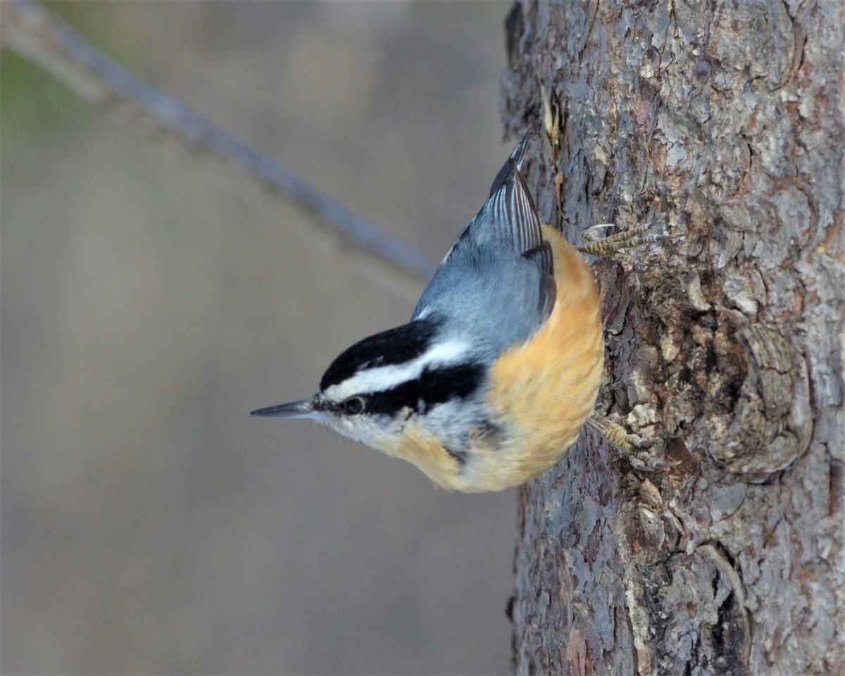 Red-breasted Nuthatch - Heather Pickard