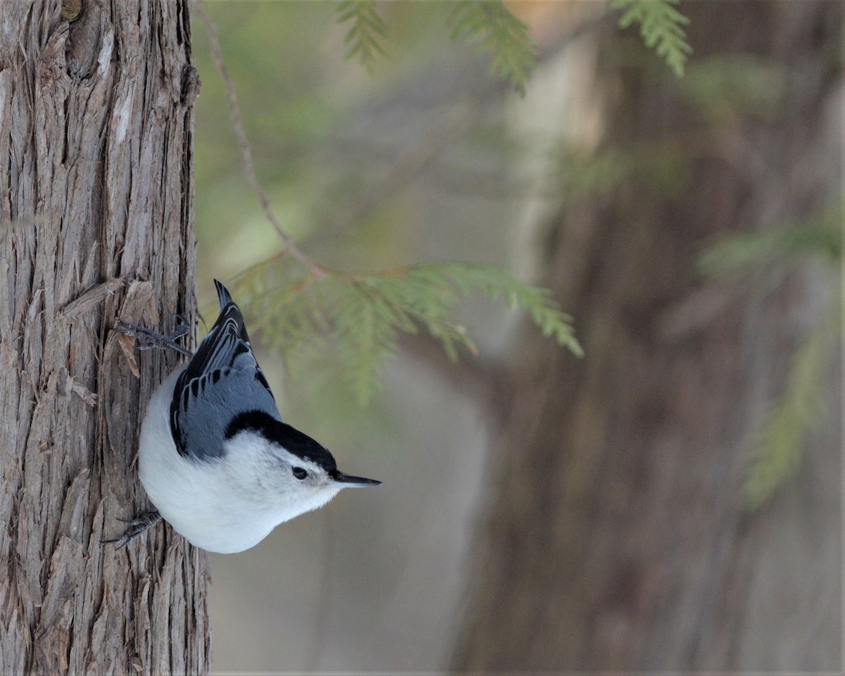 White-breasted Nuthatch - ML146558481