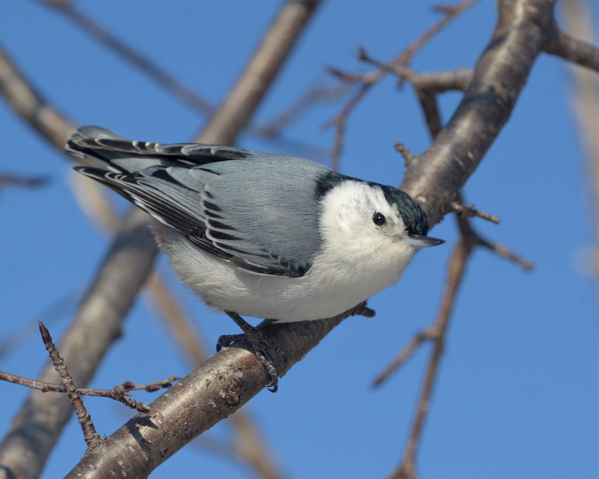 White-breasted Nuthatch - ML146558501