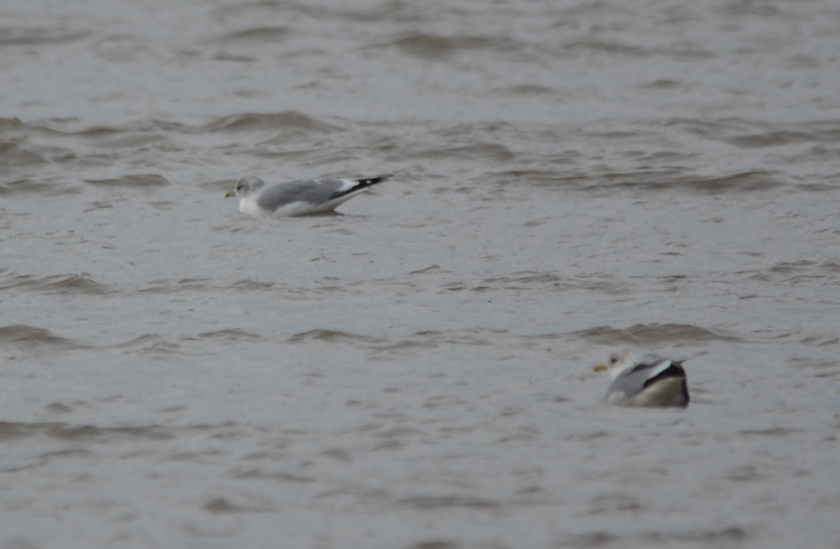 Common Gull - A Emmerson