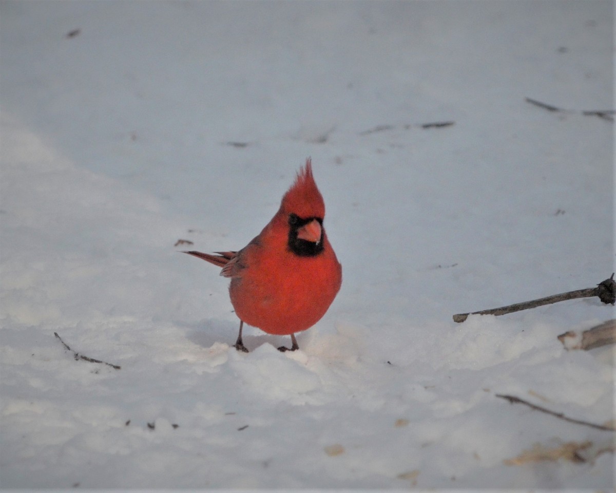 Northern Cardinal - Heather Pickard