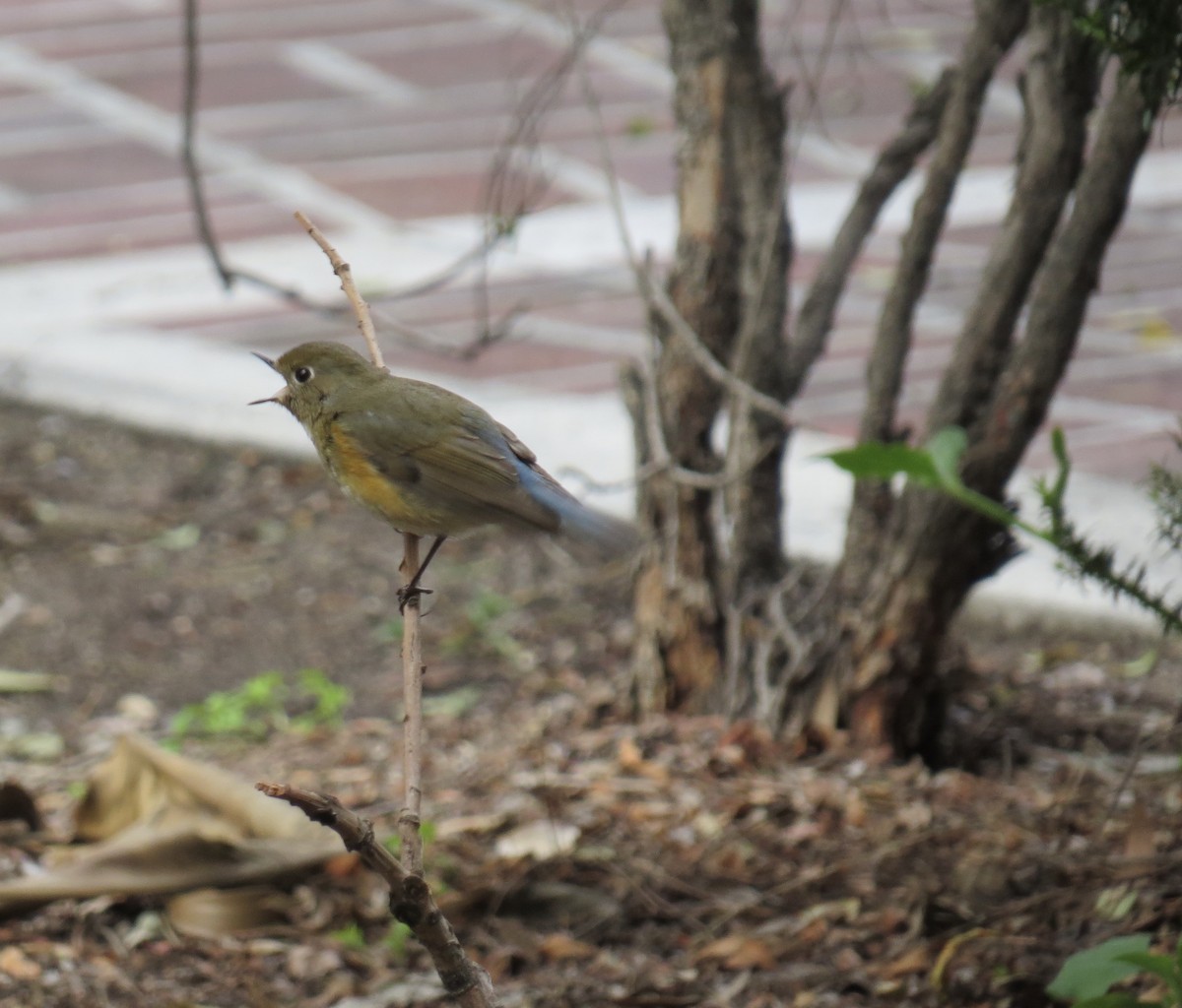 Red-flanked Bluetail - ML146559371