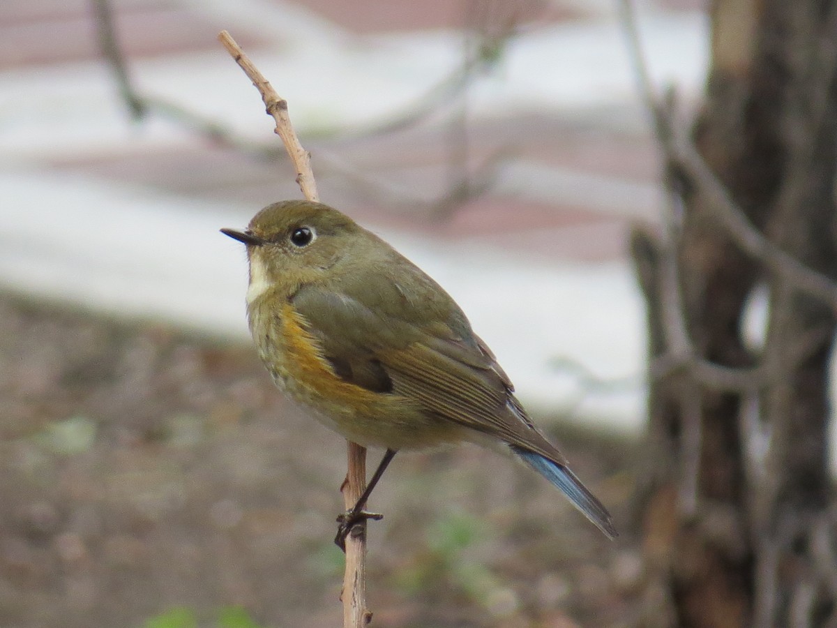 Red-flanked Bluetail - ML146559381