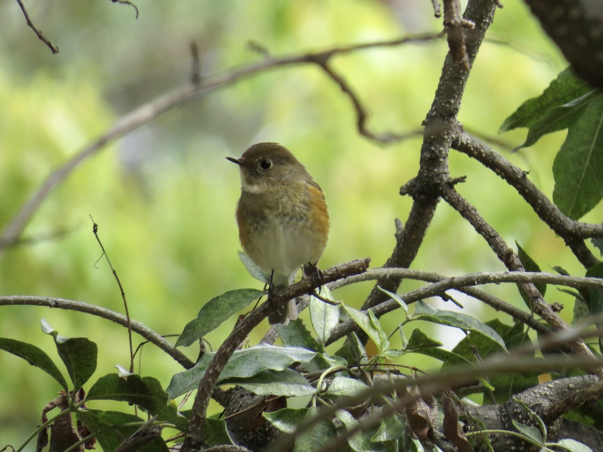 Red-flanked Bluetail - ML146559391