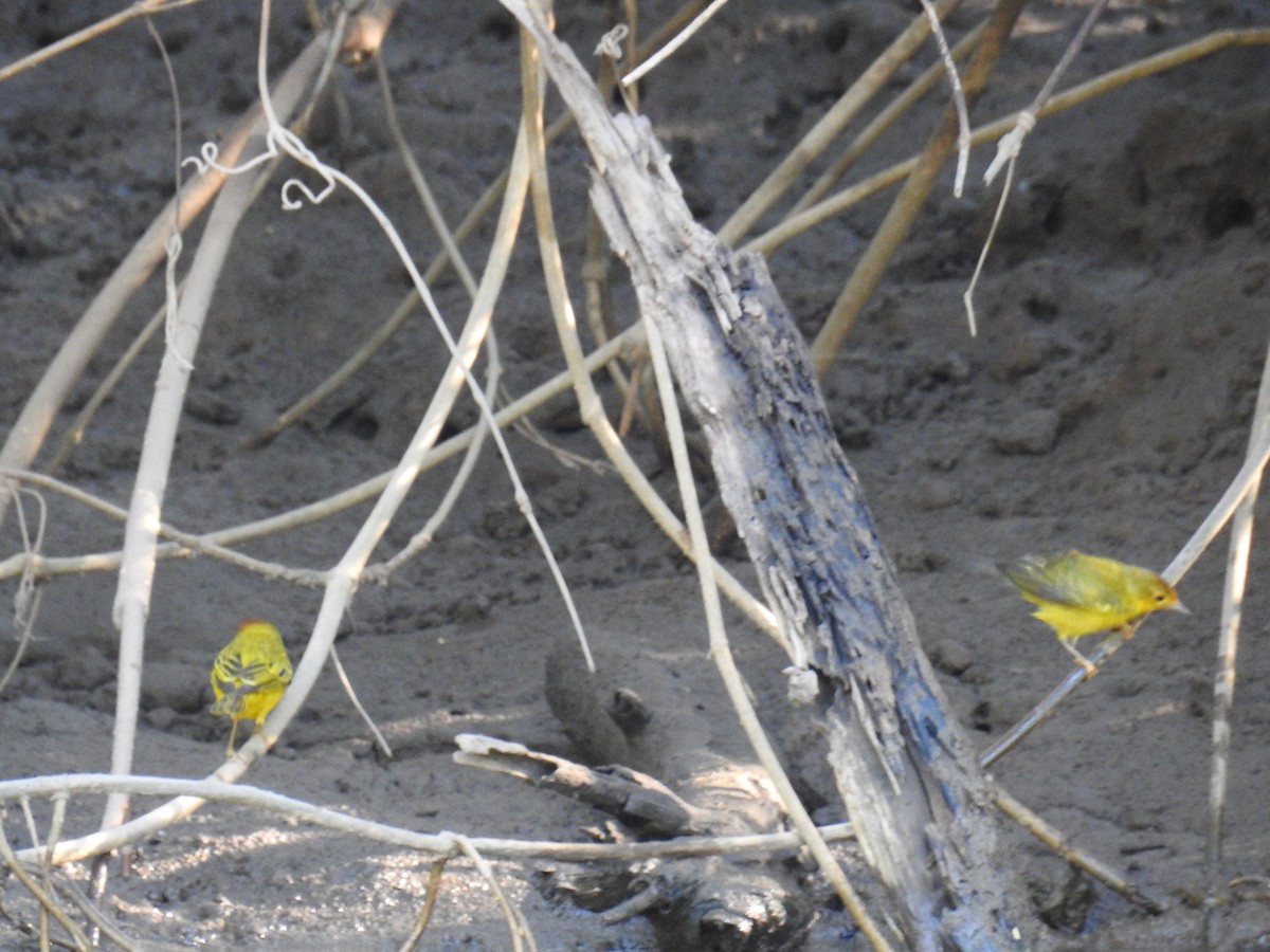 Yellow Warbler (Mangrove) - Kurt Schwarz