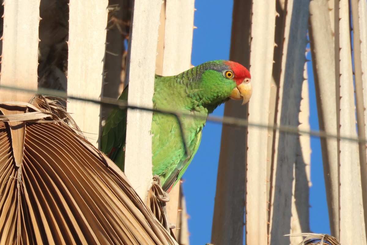 Red-crowned Parrot - ML146564021