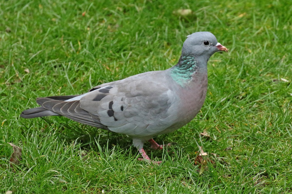 Pigeon colombin - ML146564381