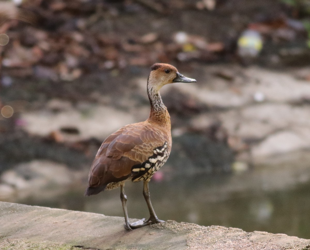 West Indian Whistling-Duck - ML146567231