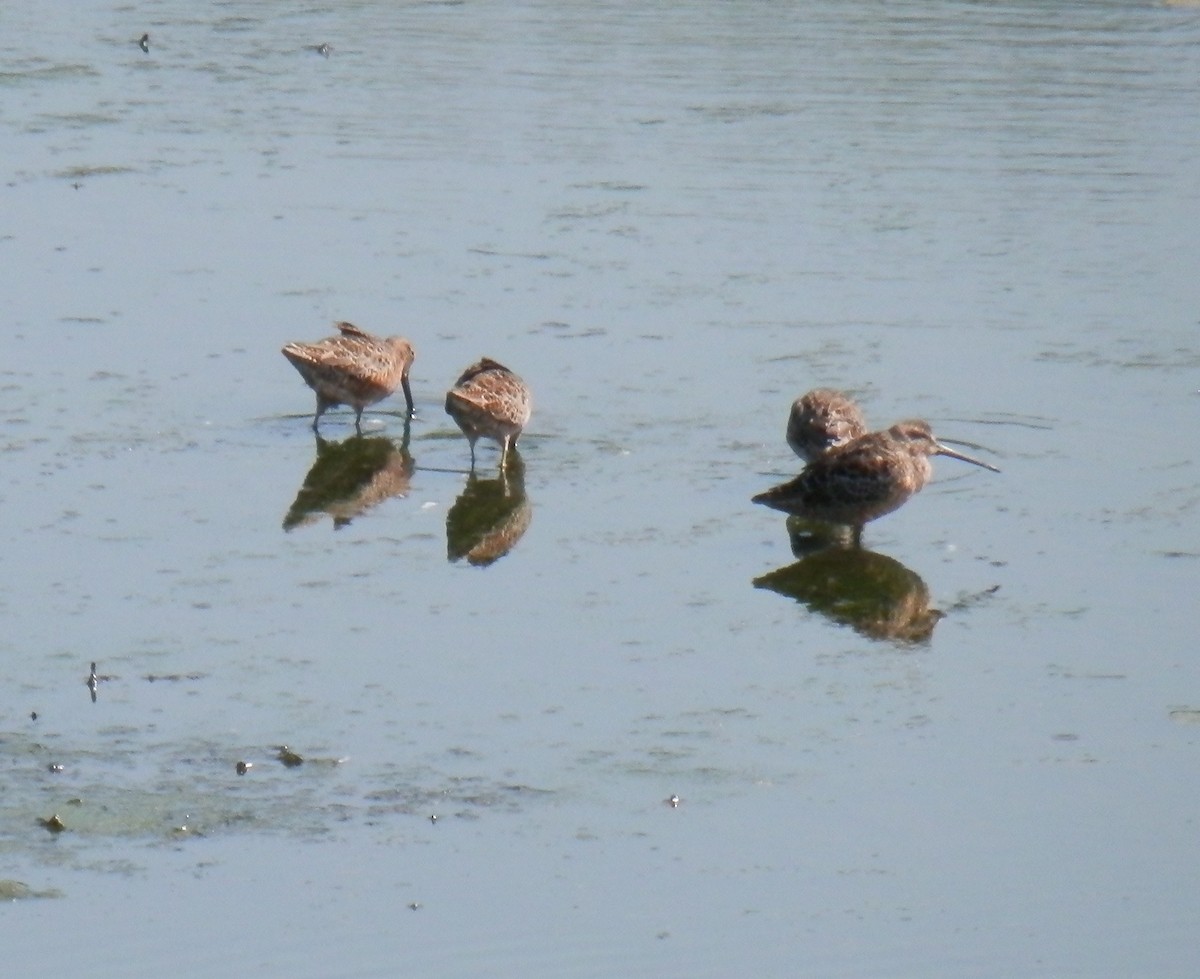 Long-billed Dowitcher - ML146567641