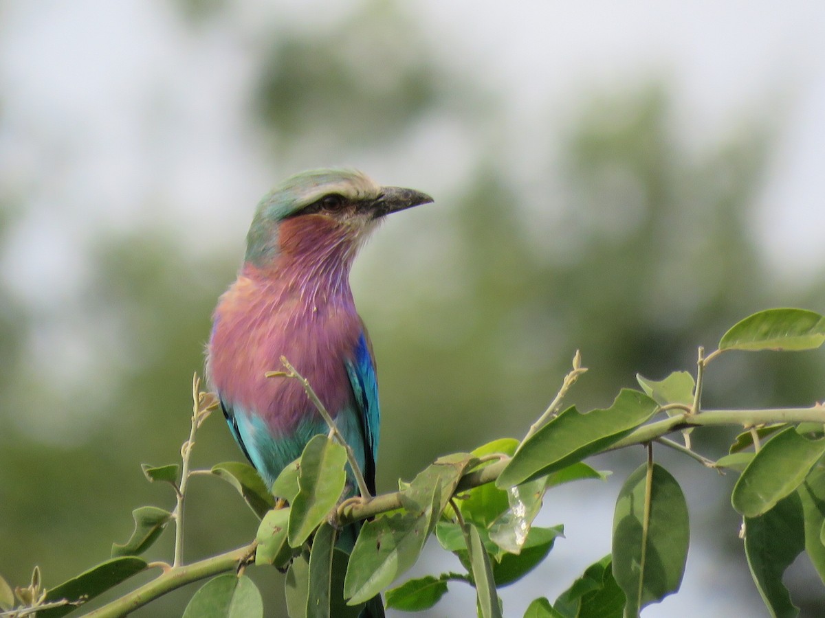 Lilac-breasted Roller - ML146568541