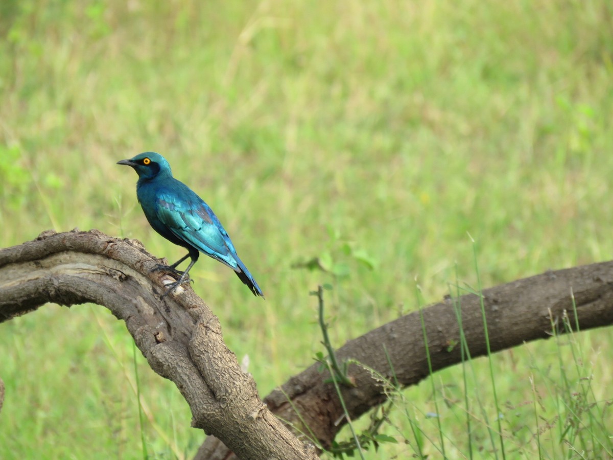 Greater Blue-eared Starling - ML146568611