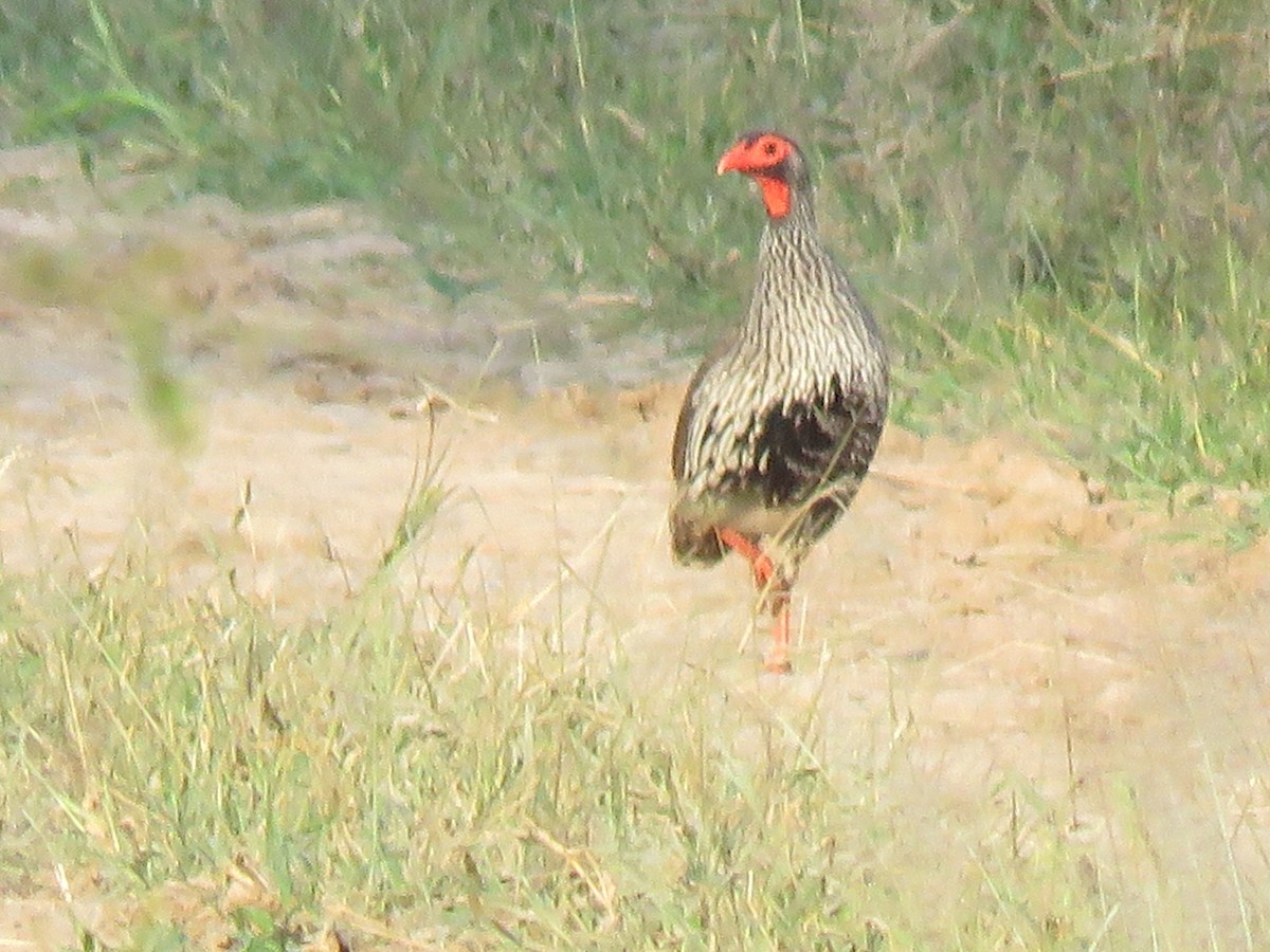 Red-necked Spurfowl - ML146568771