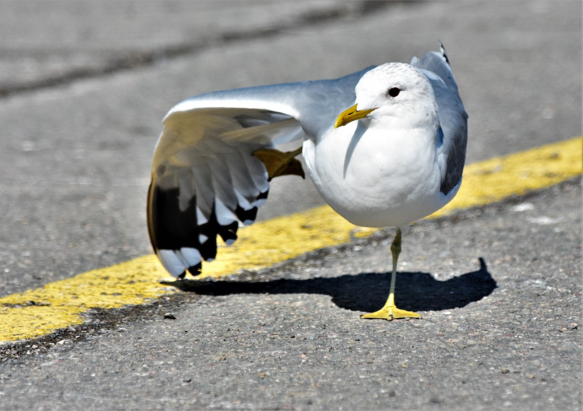 Common Gull - Robert Lange
