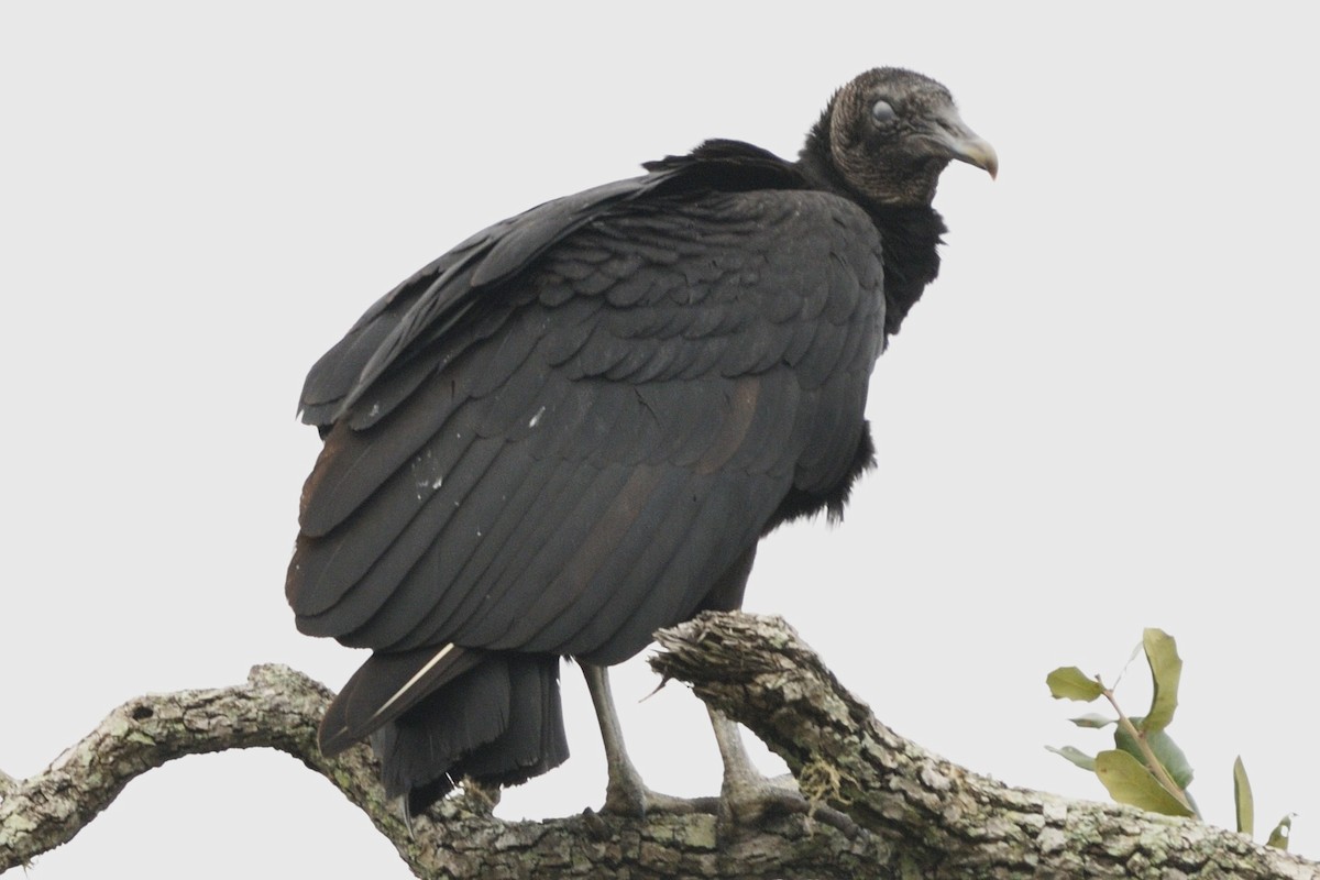 Black Vulture - John Doty