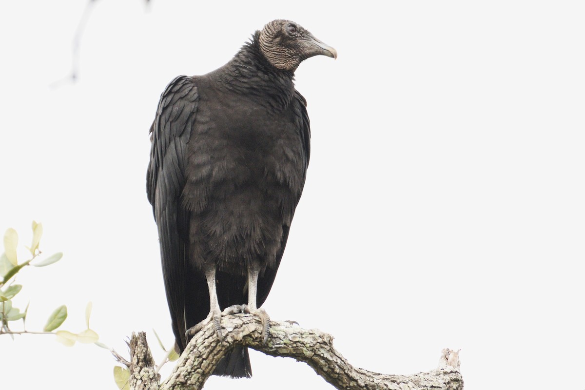 Black Vulture - John Doty