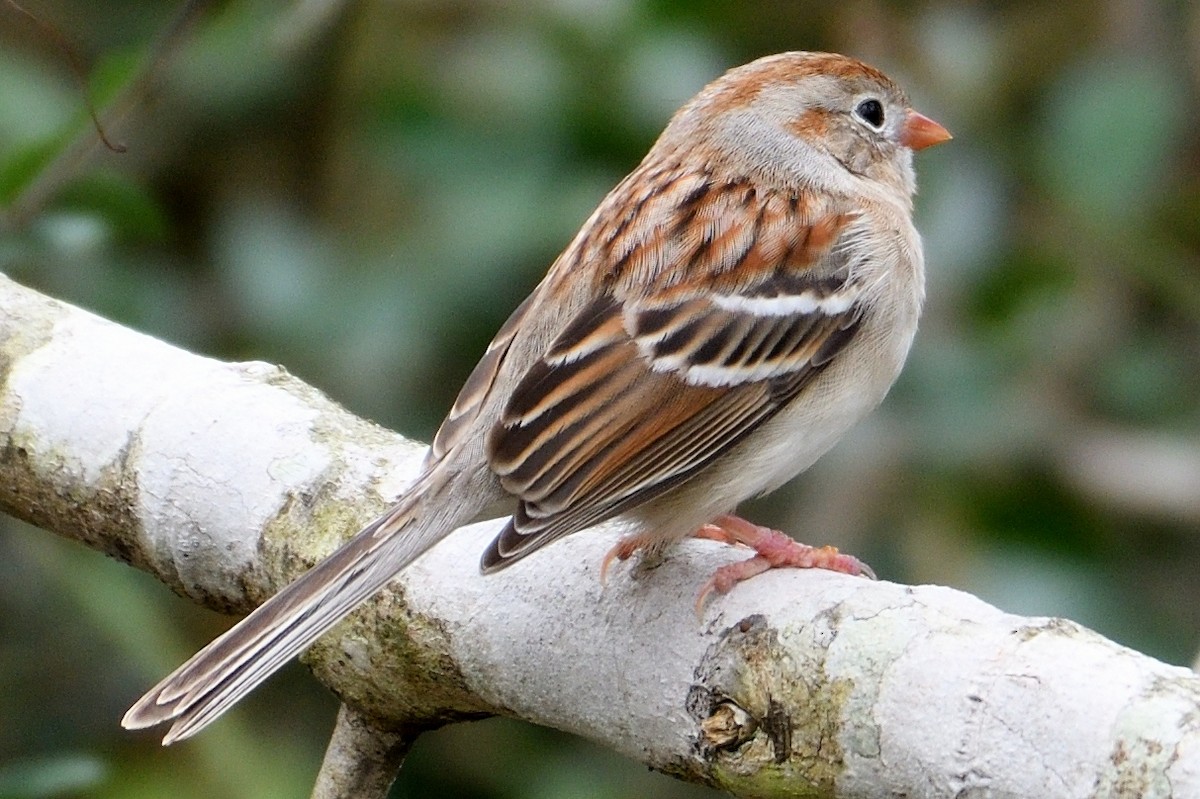 Field Sparrow - ML146571931