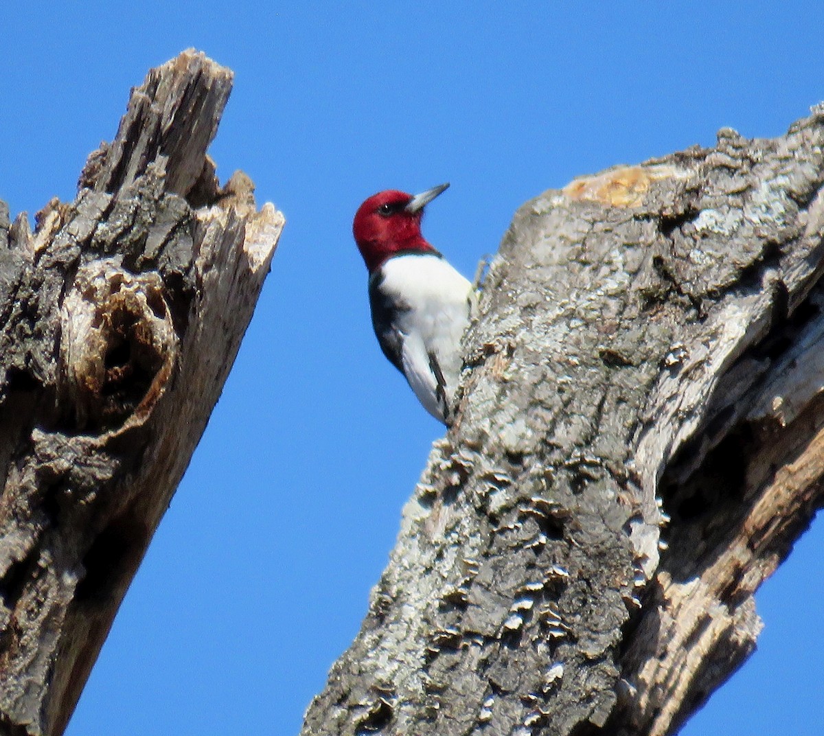 Red-headed Woodpecker - ML146571941