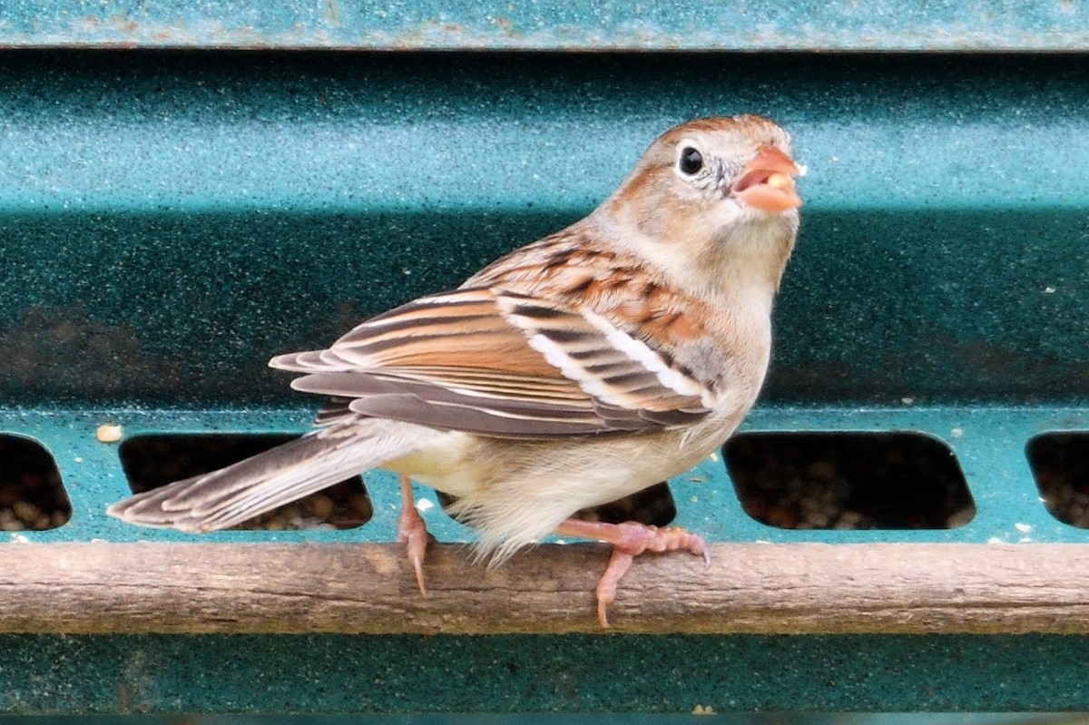 Field Sparrow - John Doty