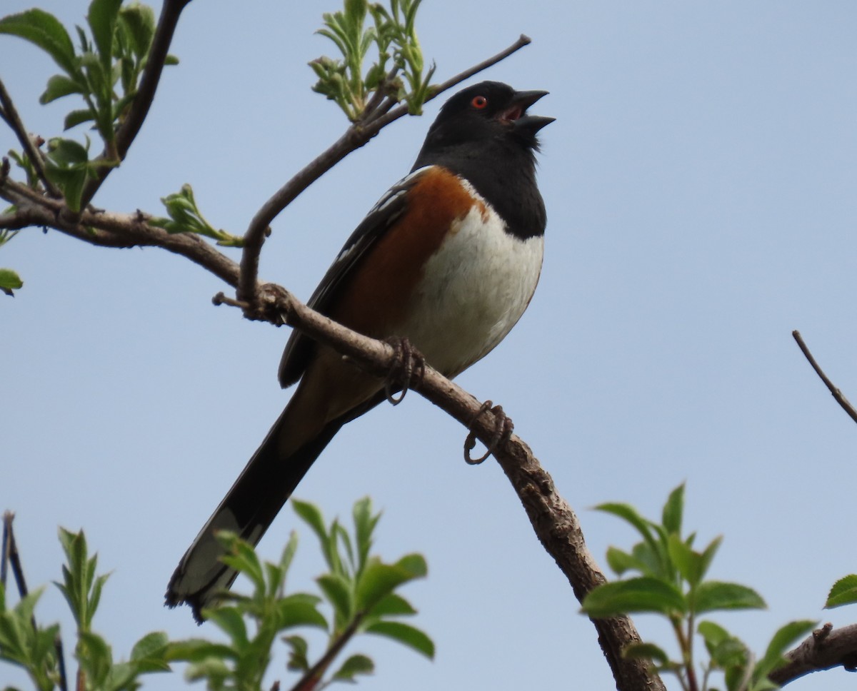 Spotted Towhee - ML146572941
