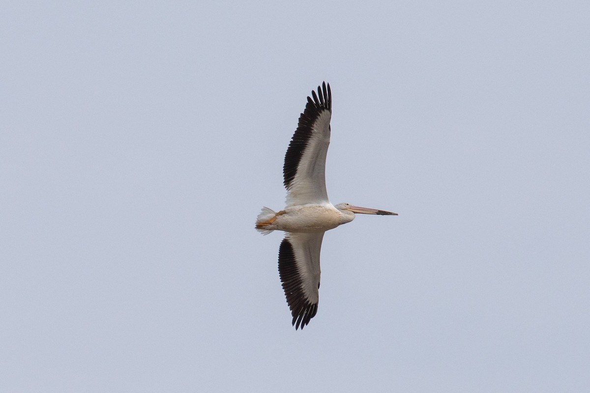 American White Pelican - Steve McInnis