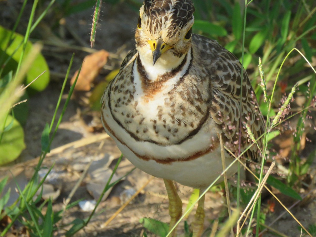 Three-banded Courser - ML146573491