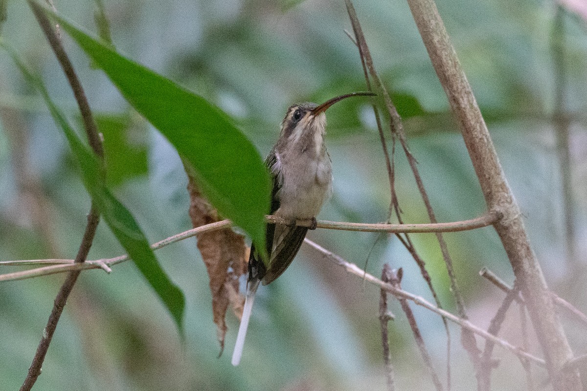 Mexican Hermit - ML146573541