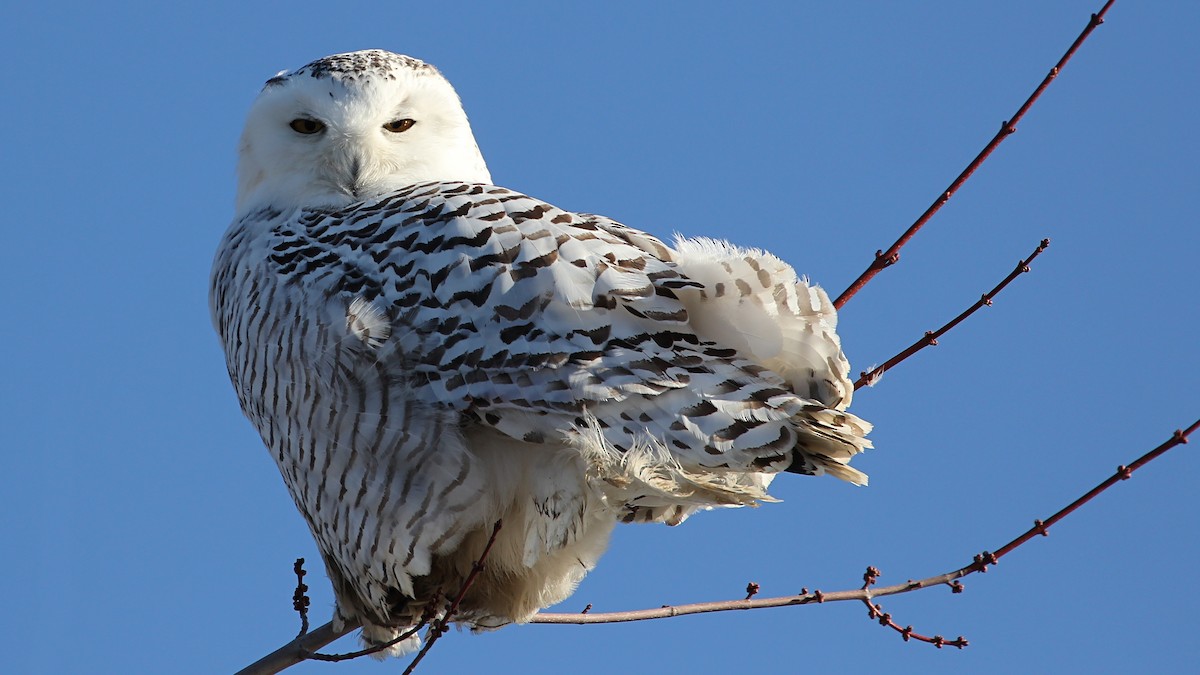 Snowy Owl - Davandra Cribbie