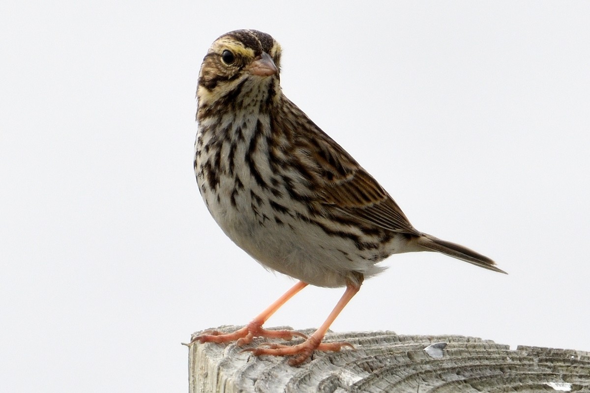 Savannah Sparrow - John Doty