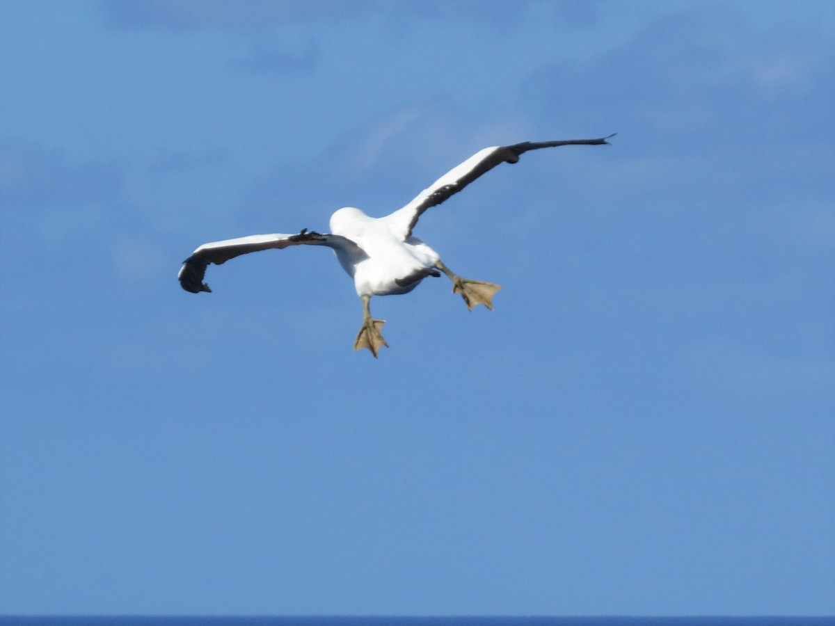 Masked Booby - ML146575251