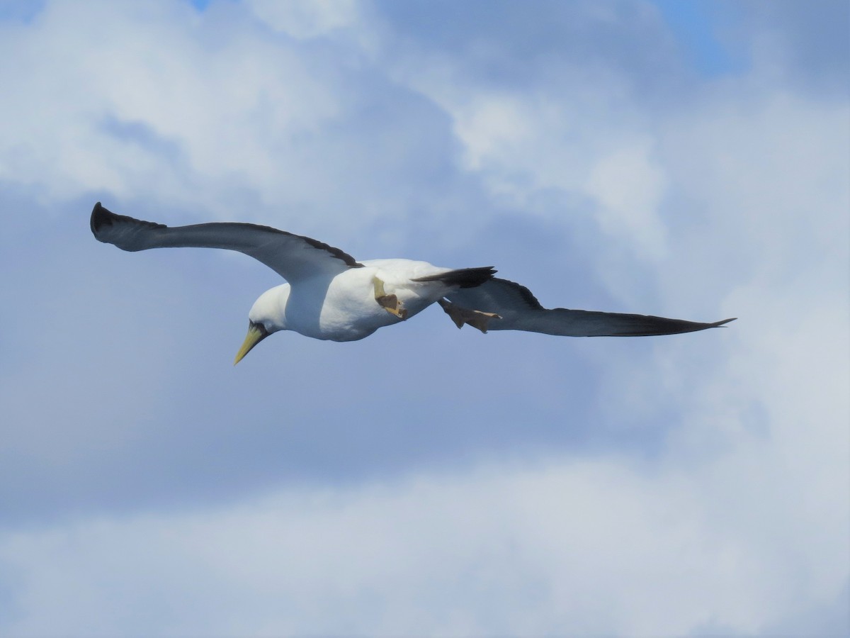 Masked Booby - ML146575271