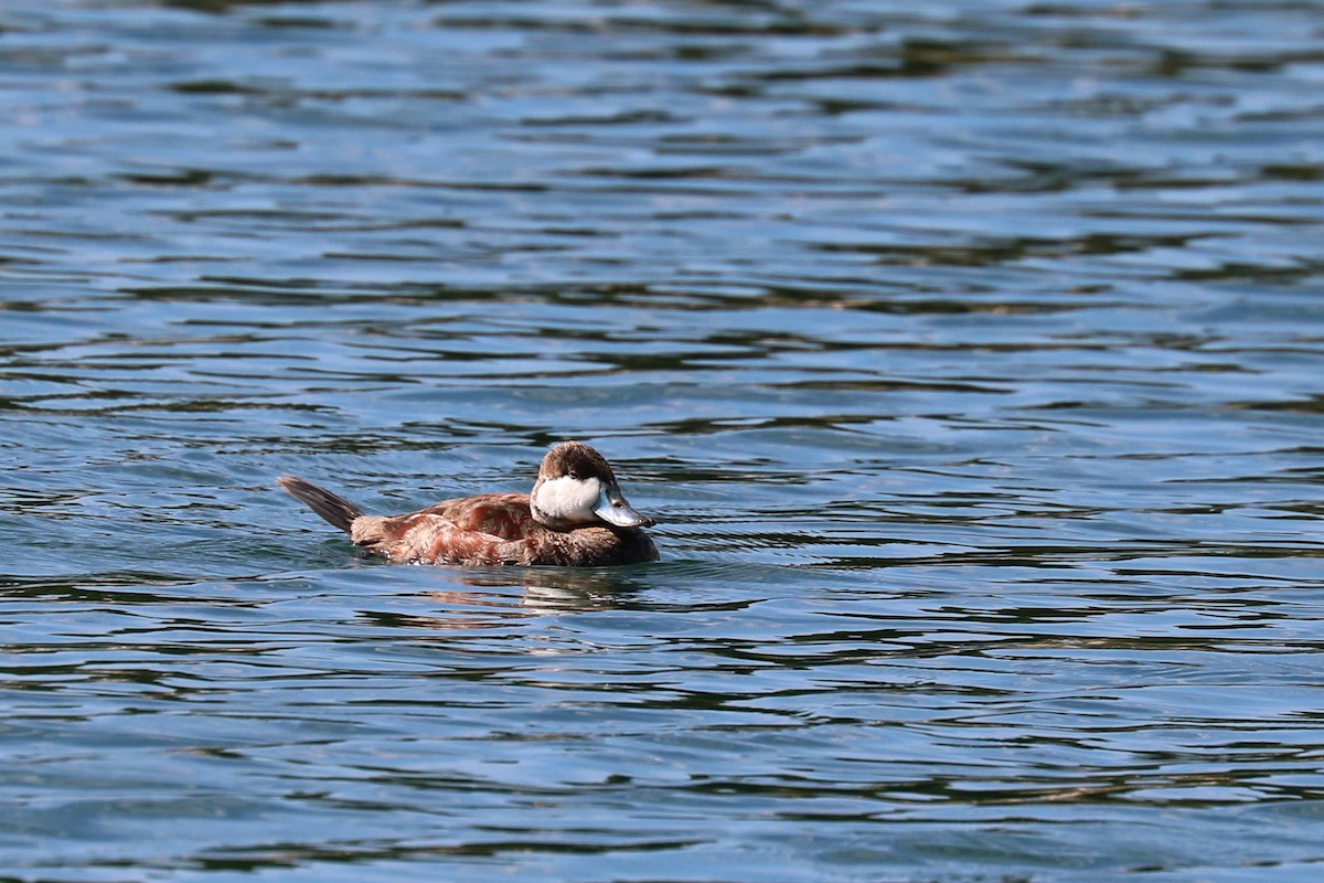 Ruddy Duck - Colin Sumrall