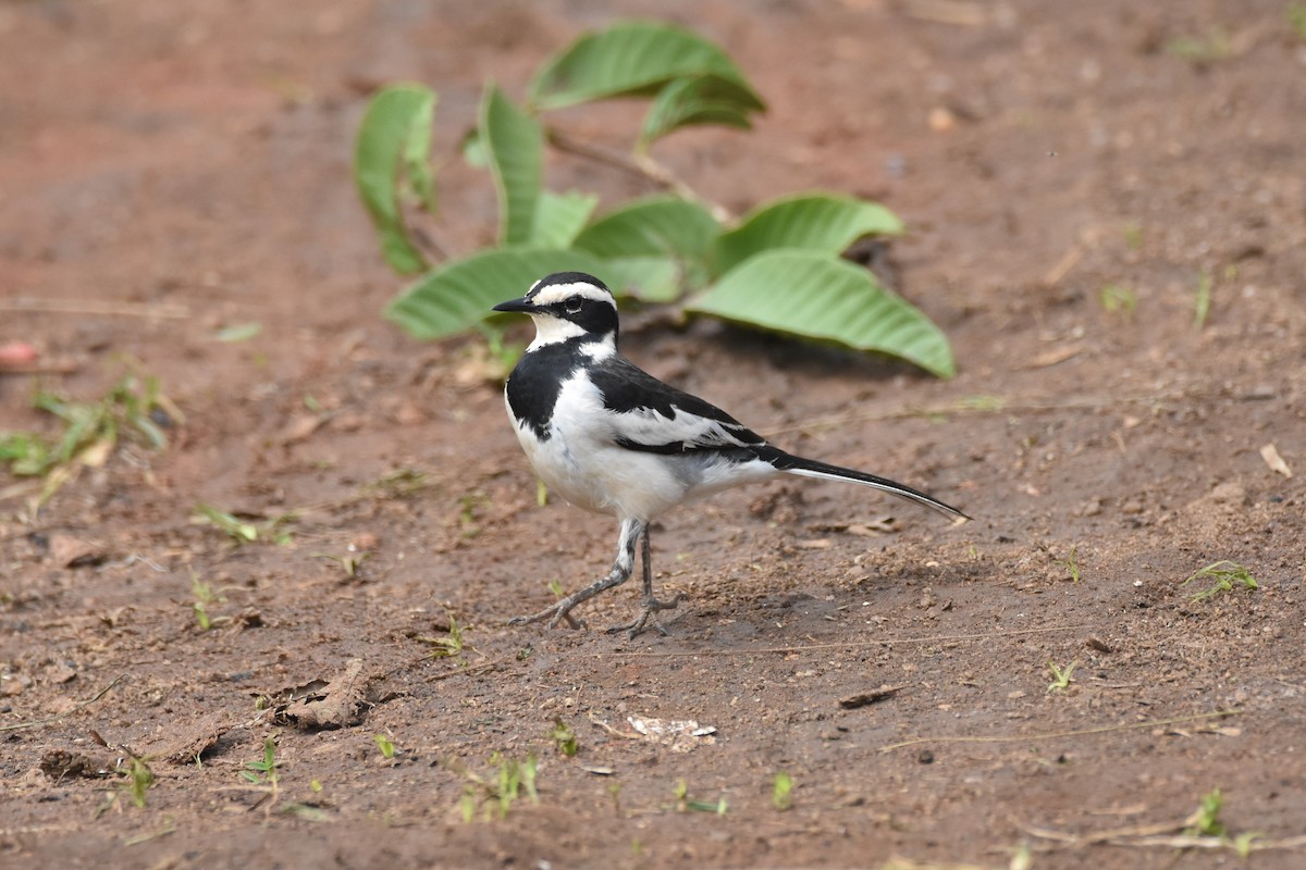 African Pied Wagtail - ML146576551